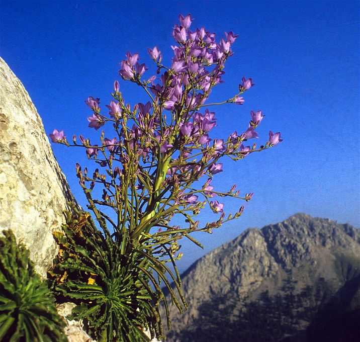 Campanula aizoon