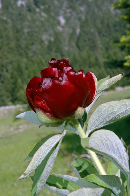 Paeonia parnassica