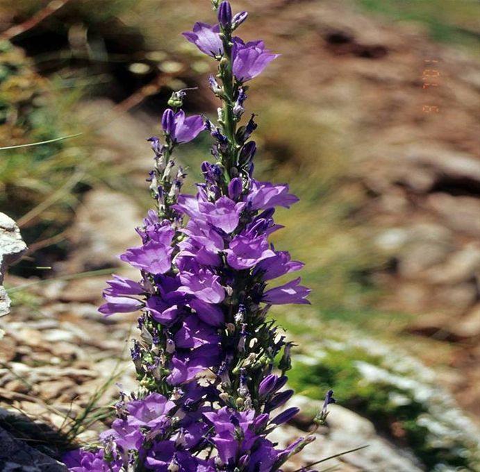 Campanula columnaris