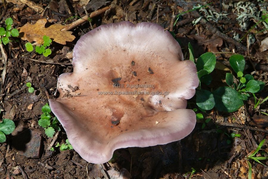 Russula sp
