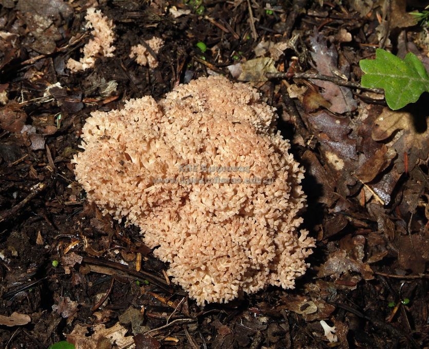 Ramaria sp