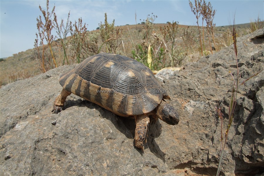 Testudo marginata