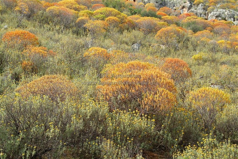 Euphorbia dendroides