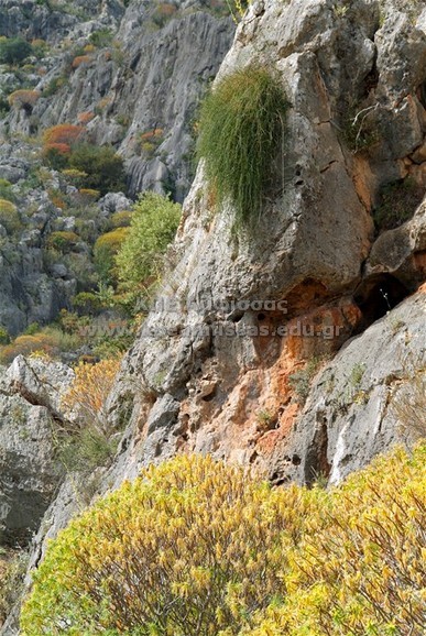 Ephedra foeminea