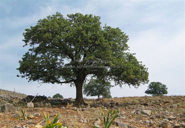 Quercus ithaburensis