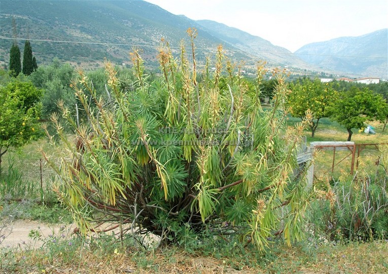 Euphorbia characias