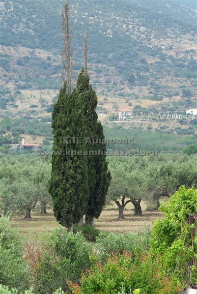 Cupressus sempervirens