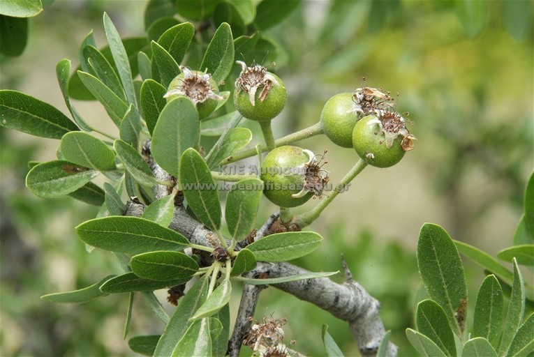 Prunus amygdaliformis