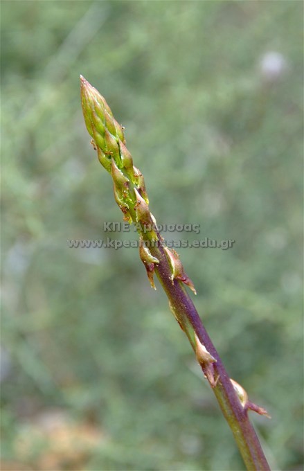 Asparaqus acutifolius