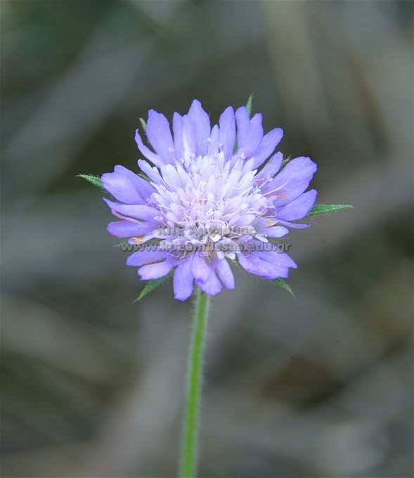 Knantia integrifolia