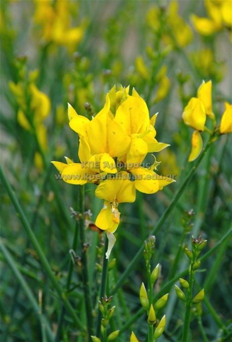 Spartium junceum