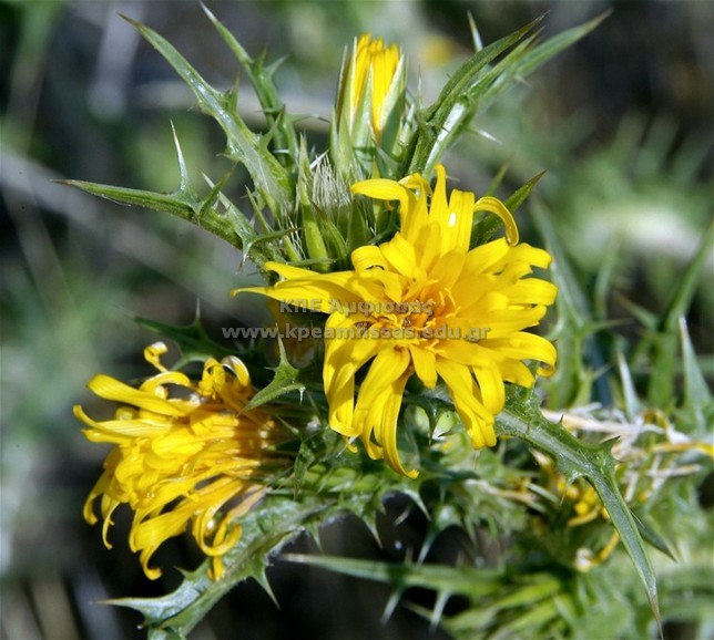 Scolymus hispanicus