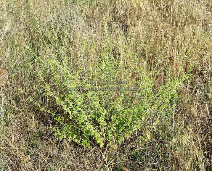 Clinopodium vulgare