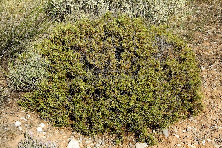 Sarcopoterium spinosum