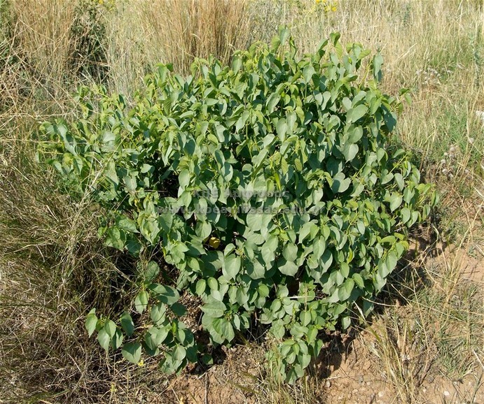 Vincetoxicum sp