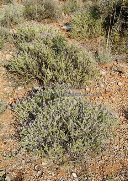 Thymus capitatus