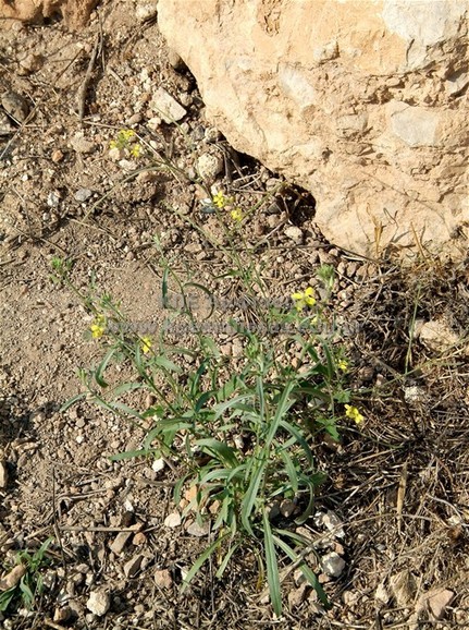 Erysimum sp