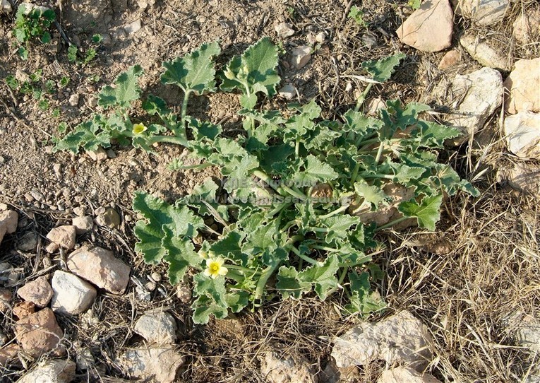 Ecbalium elaterium
