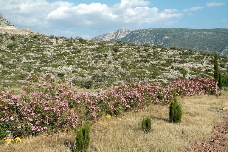 Nerium oleander