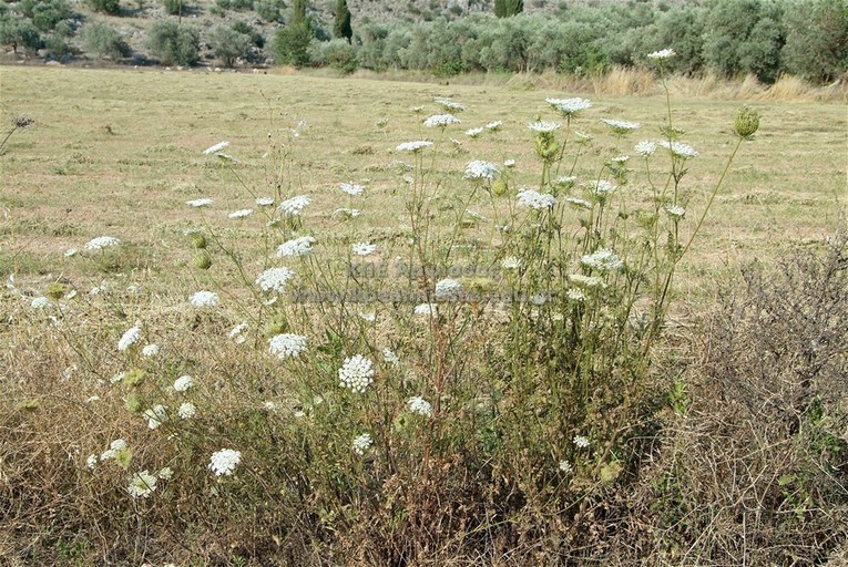 Daucus carota