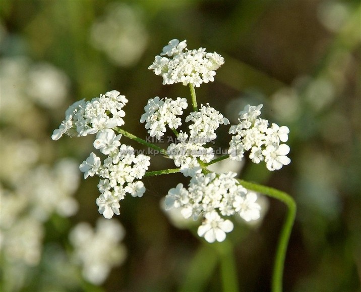 Torilis sp
