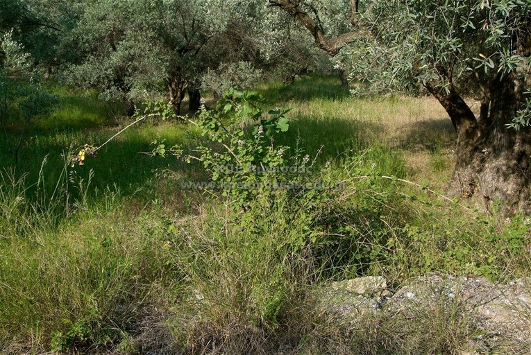 Rubus ulmitolium