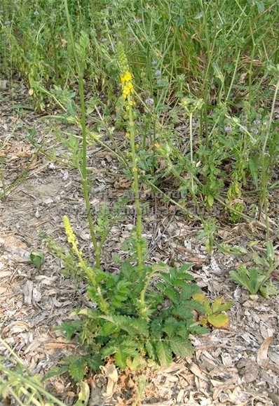 Agrimonia eupatoria