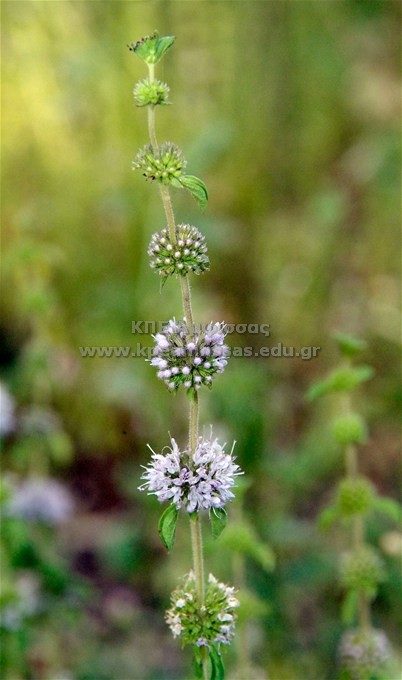 Mentha pulegium