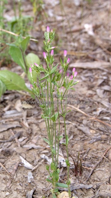 Centaurium erythraea