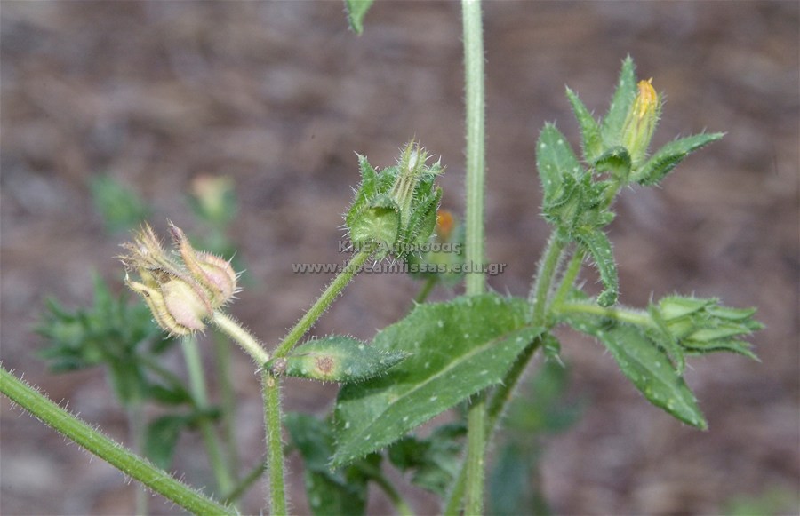 Picris echioides