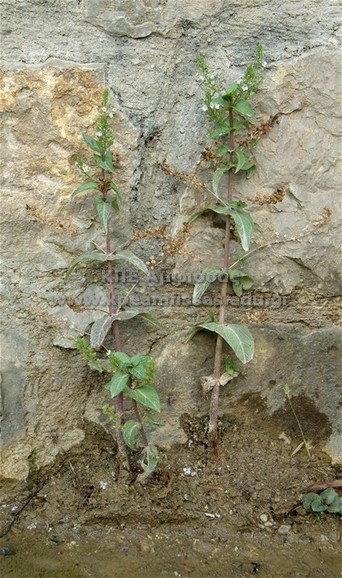 Epilobium sp