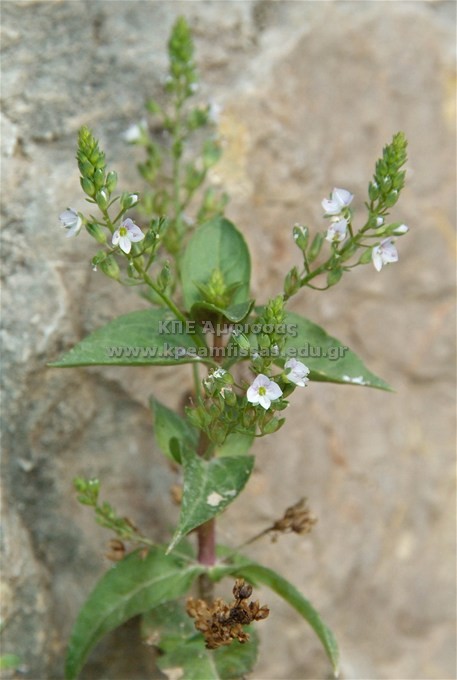 Veronica anagallis
