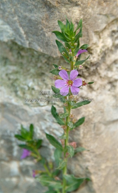 Lythrum salicaria