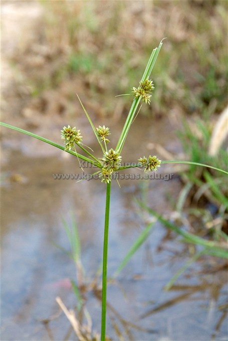 Scirpus sp