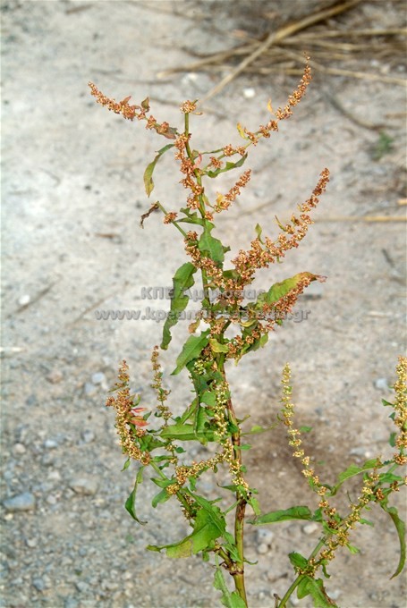 Rumex tuberosus