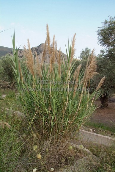 Arundo donax