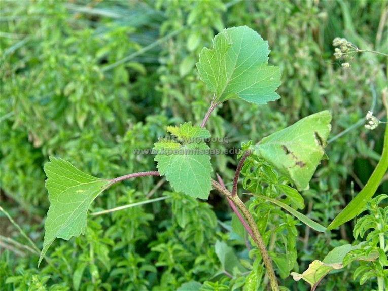 Xanthium strumarium