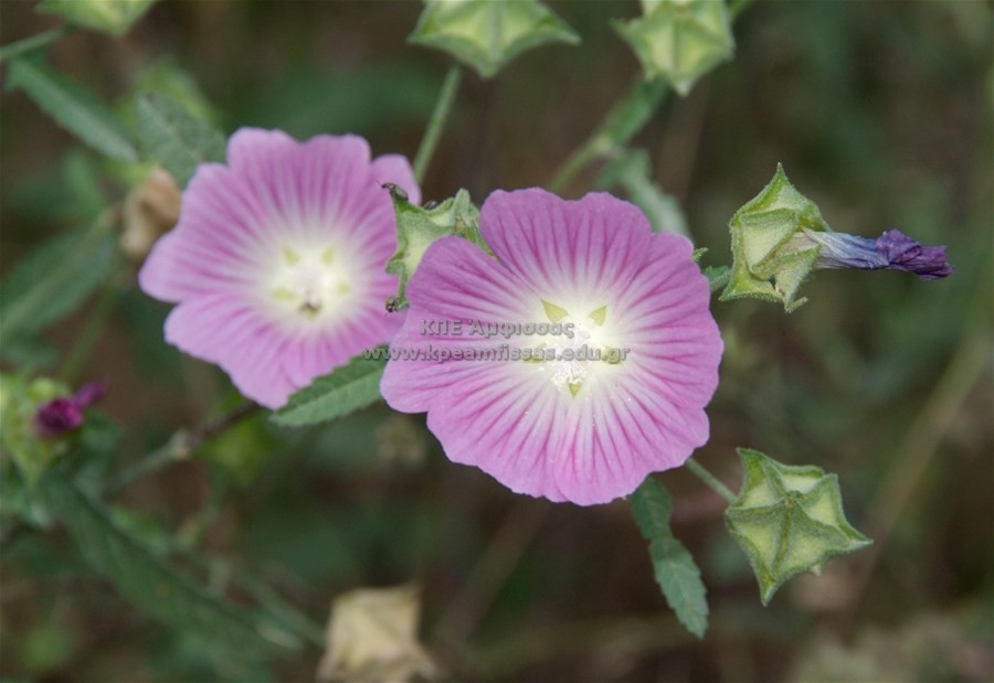 Althaea sp