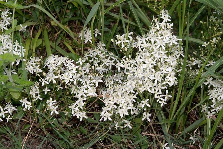 Clematis vitalba