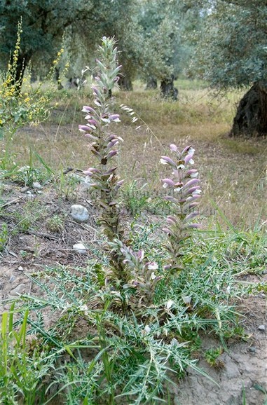 Acanthus spinosus