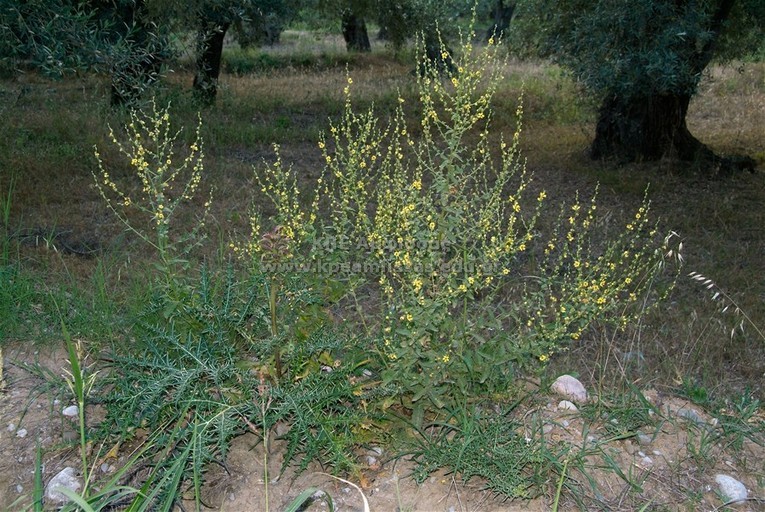 Verbascum sinuatum