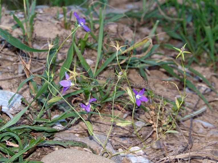 Campanula sp