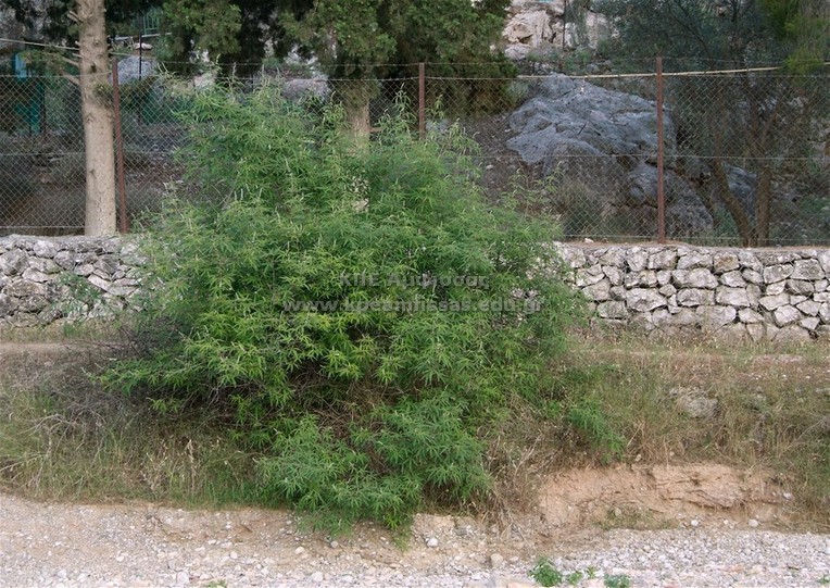 Vitex agnus
