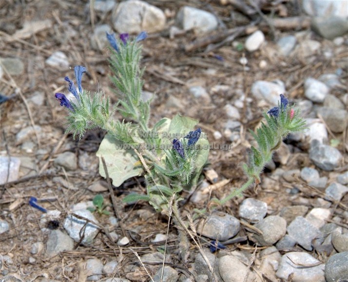 Echium sp