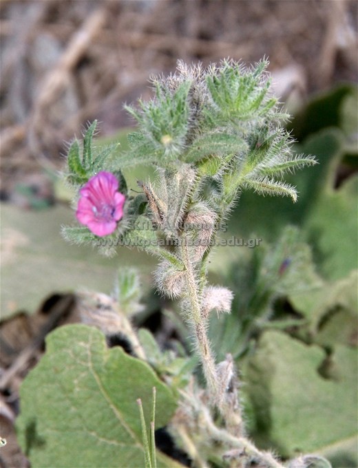 Echium bulgare