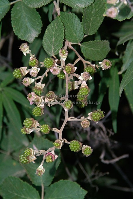 Rubus idaeus