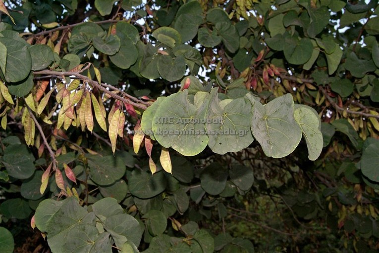 Cercis siliquastrum
