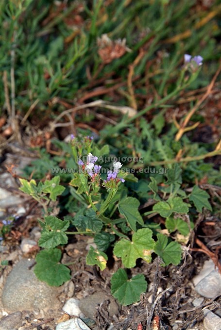 Limonium sinuatum