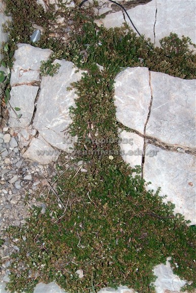 Frankenia hirsuta