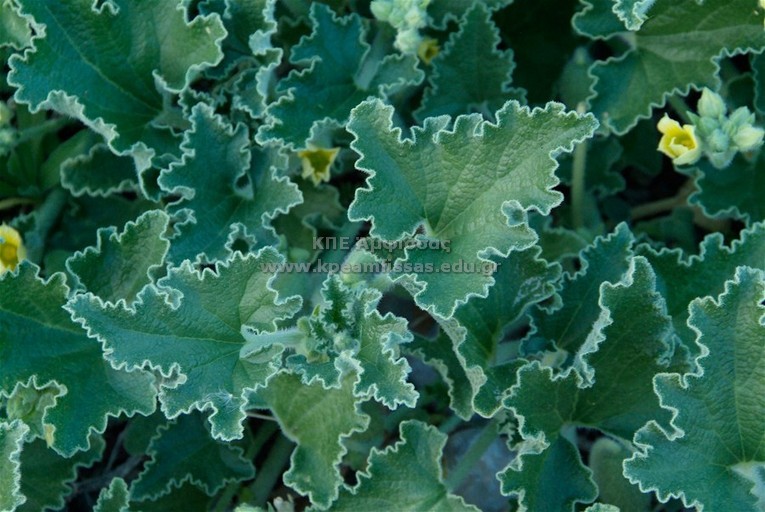 Ecballium elaterium